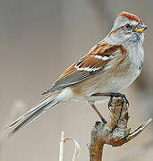 American Tree Sparrow