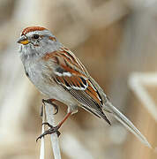 American Tree Sparrow