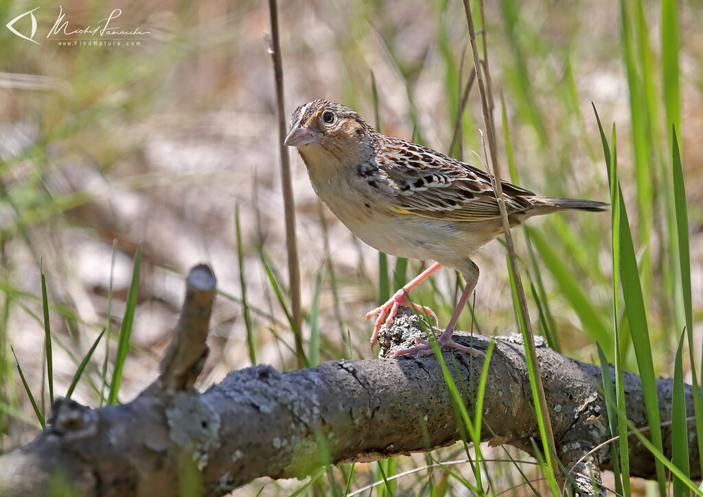 Grasshopper Sparrow