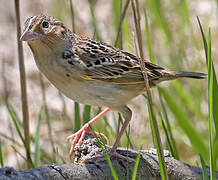 Grasshopper Sparrow