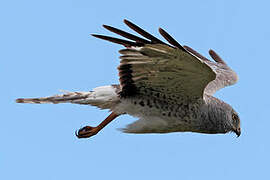 Northern Harrier