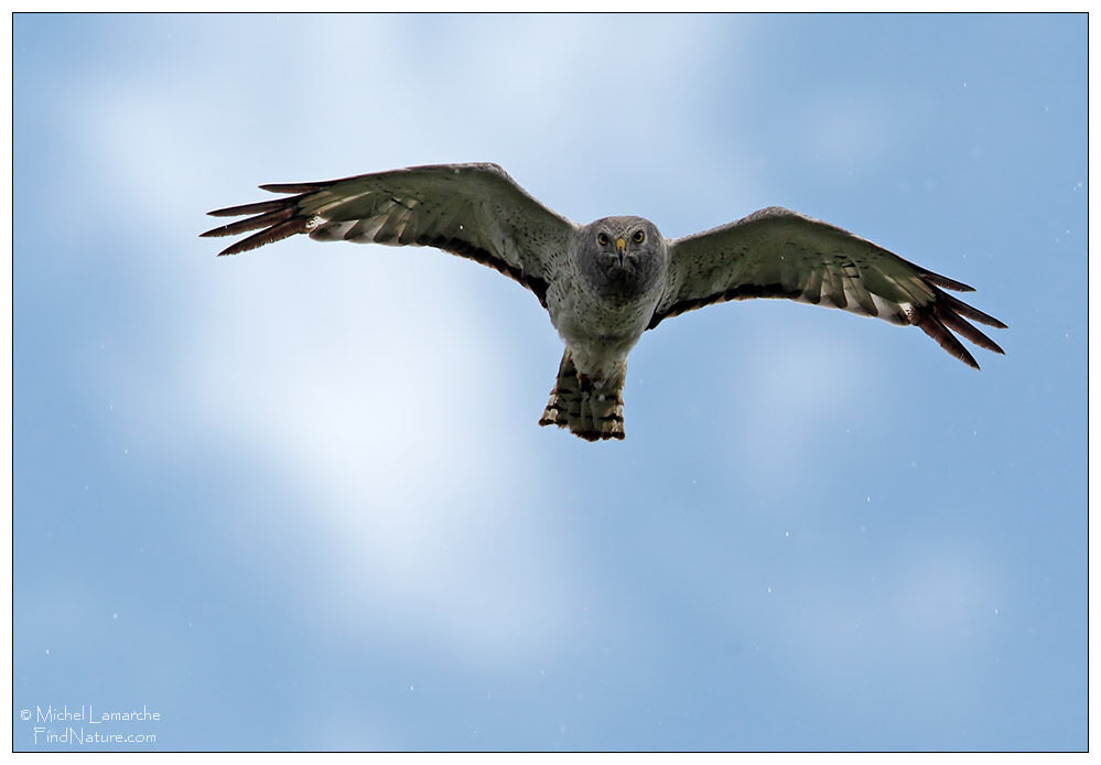 Northern Harrier male