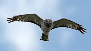 Northern Harrier