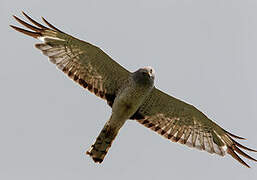 Northern Harrier