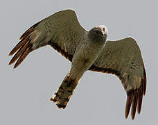 Northern Harrier