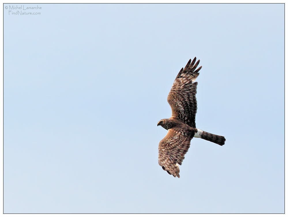 Northern Harrier female adult, Flight