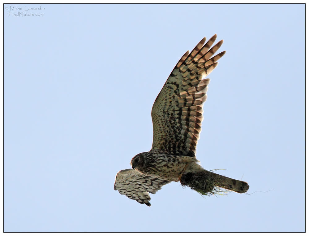 Northern Harrier female adult, Flight