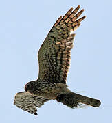 Northern Harrier