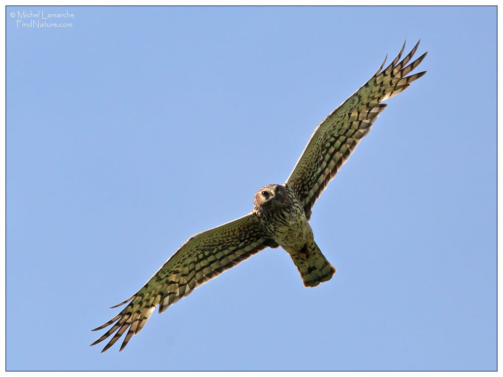 Northern Harrier female adult, Flight