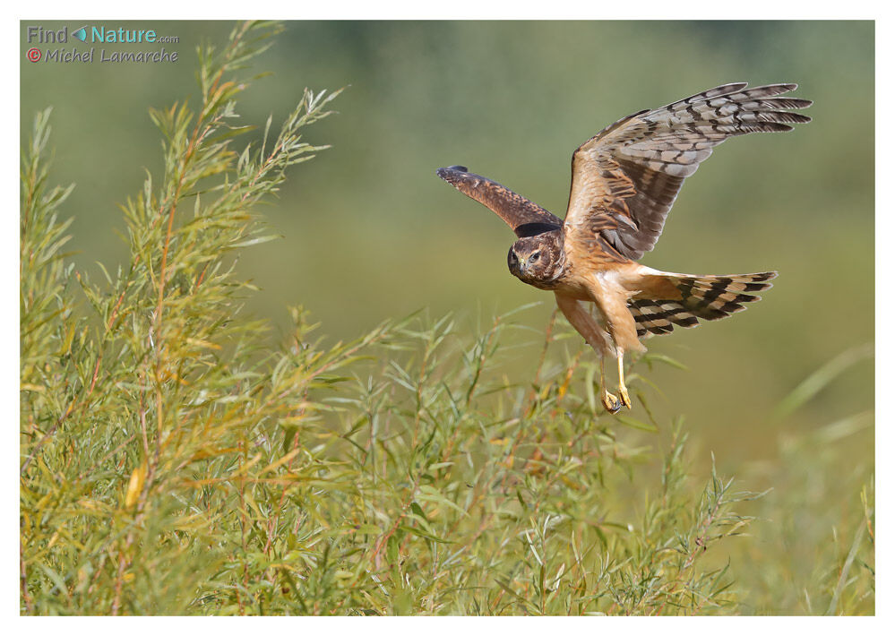 Northern Harrier female adult, Flight