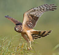 Northern Harrier