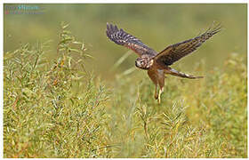 Northern Harrier