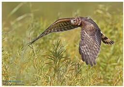 Northern Harrier