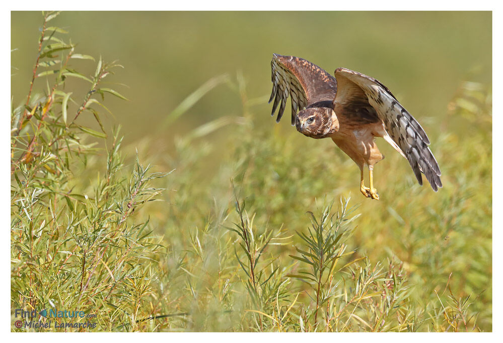 Northern Harrier