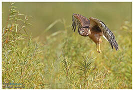 Northern Harrier