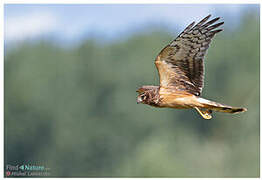 Northern Harrier