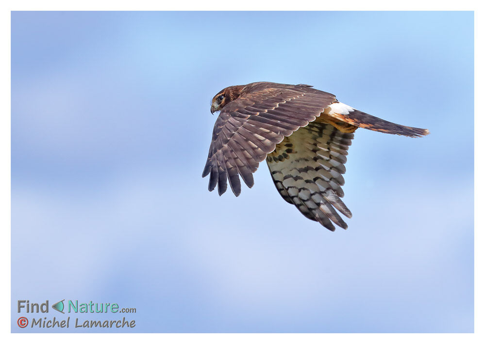 Northern Harrier