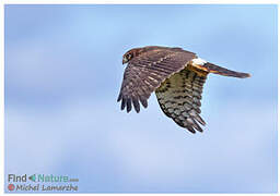 Northern Harrier