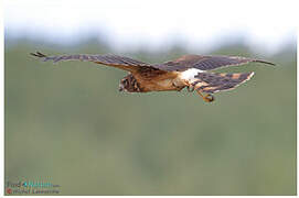 Northern Harrier