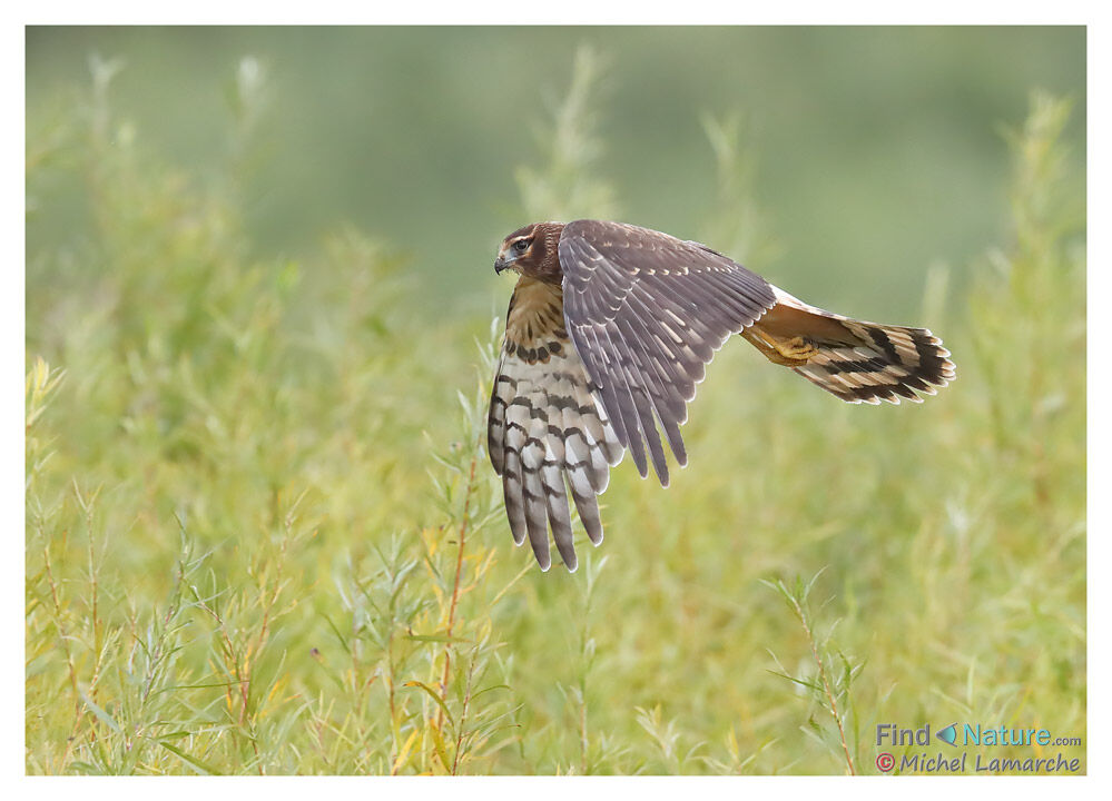 Northern Harrier