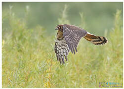 Northern Harrier