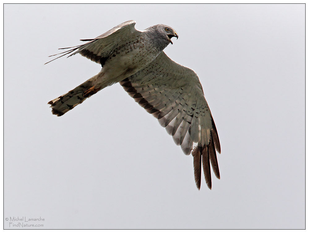 Northern Harrier male