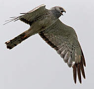 Northern Harrier