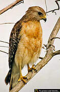 Red-shouldered Hawk