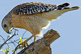 Red-shouldered Hawk