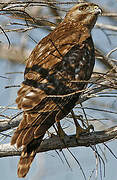 Red-shouldered Hawk