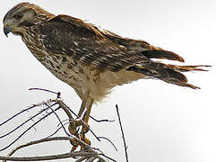 Red-shouldered Hawk