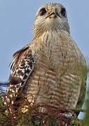 Red-shouldered Hawk