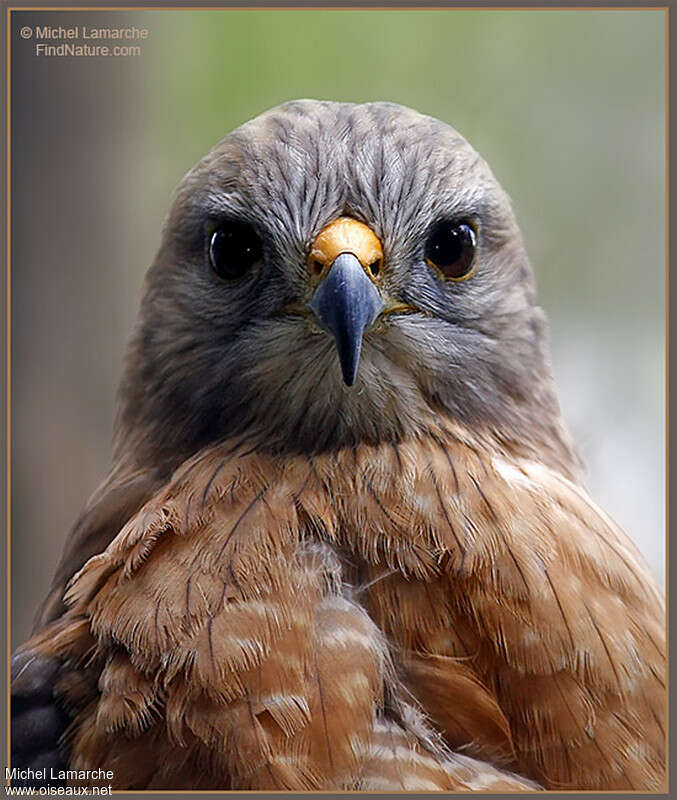 Red-shouldered Hawkadult, close-up portrait