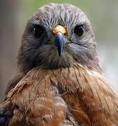 Red-shouldered Hawk