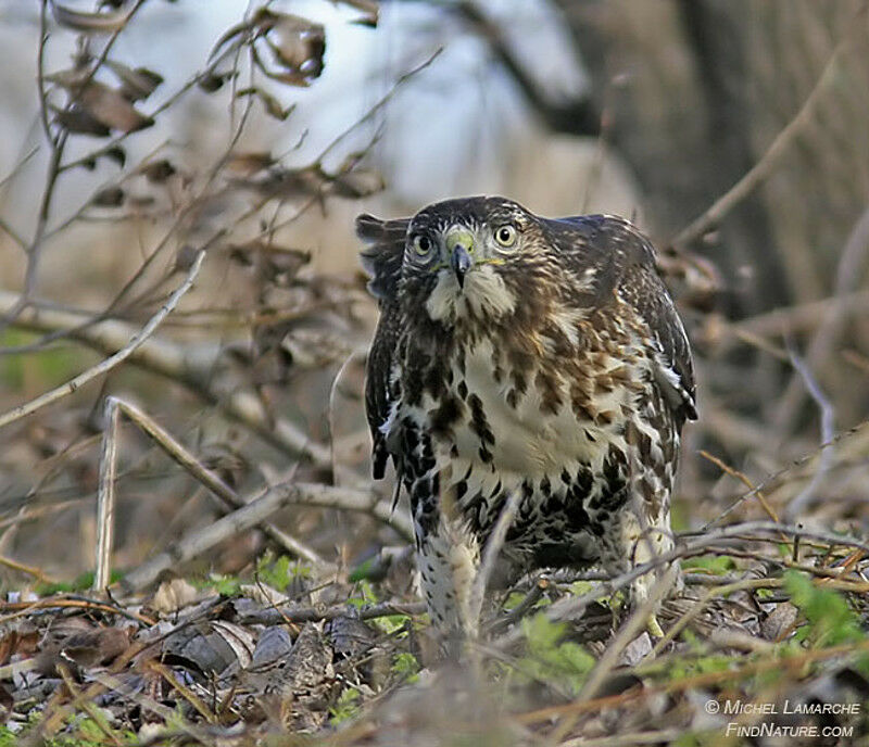 Red-tailed Hawk