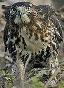 Red-tailed Hawk