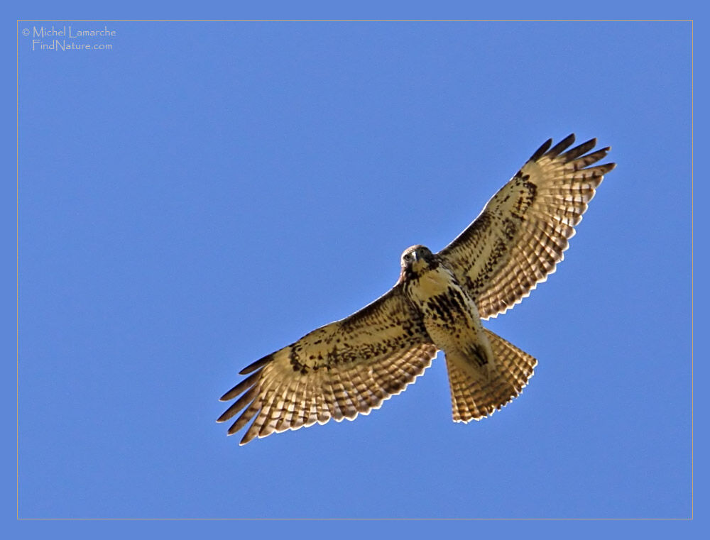 Red-tailed Hawkjuvenile