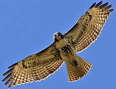 Red-tailed Hawk