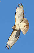 Red-tailed Hawk