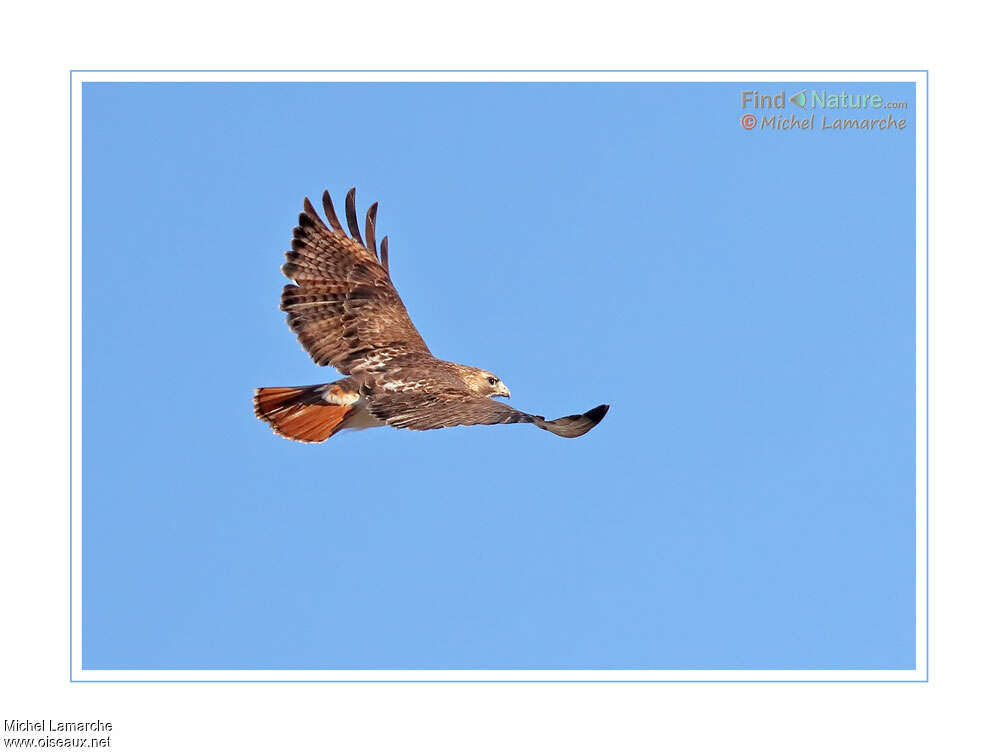 Red-tailed Hawkadult, Flight