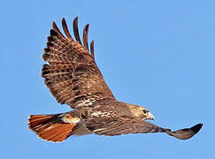 Red-tailed Hawk