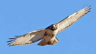 Red-tailed Hawk