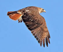 Red-tailed Hawk