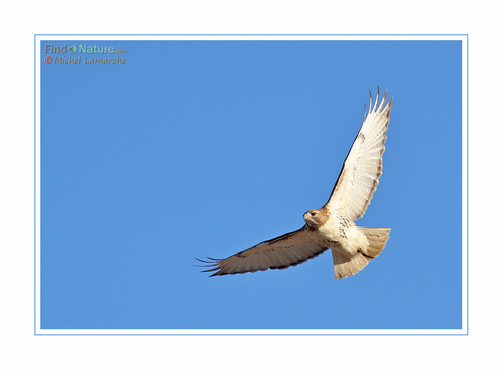 Red-tailed Hawk, Flight