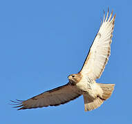 Red-tailed Hawk