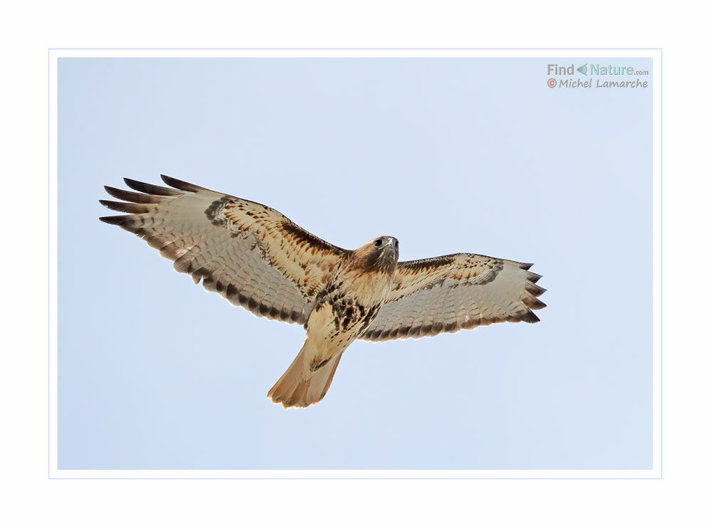 Red-tailed Hawkadult, Flight