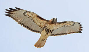 Red-tailed Hawk