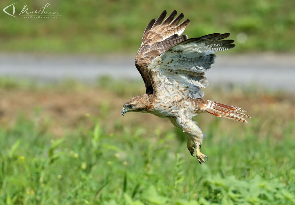 Red-tailed Hawk, Flight