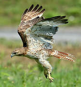 Red-tailed Hawk