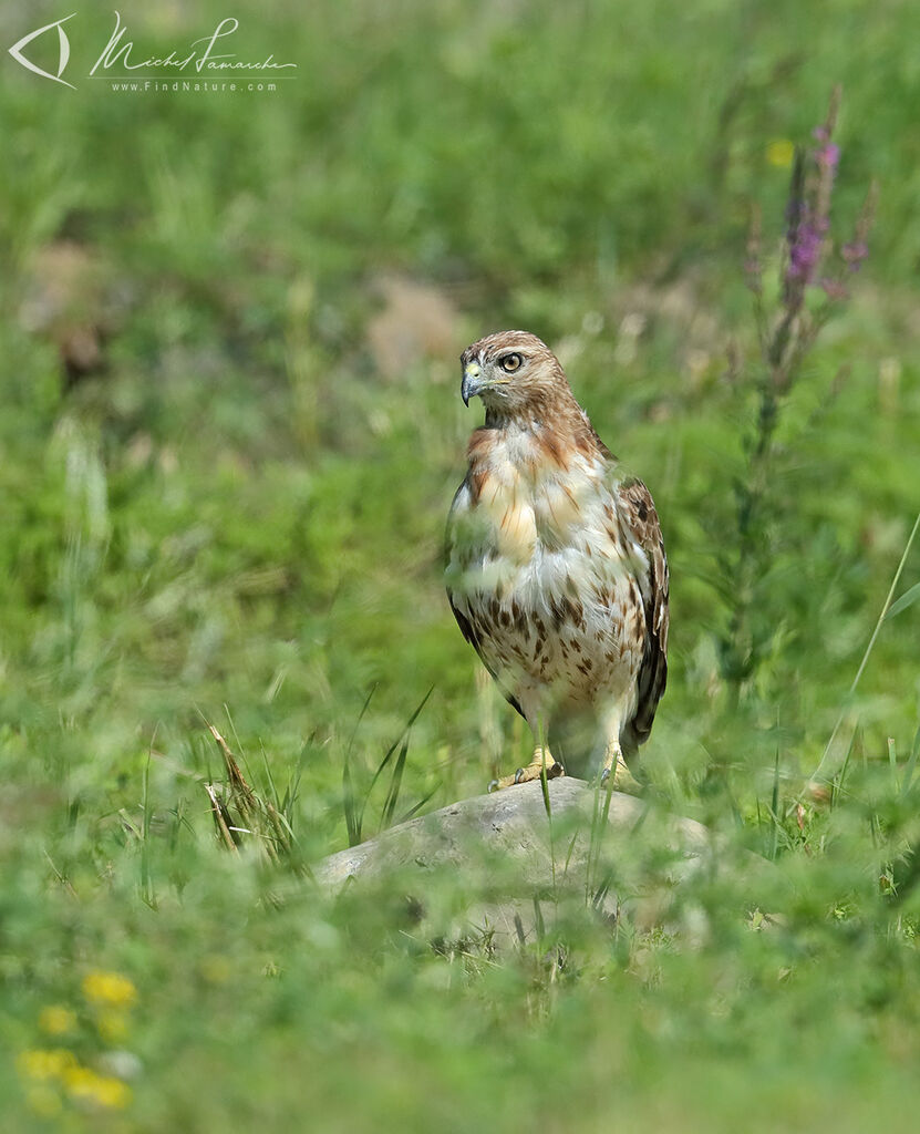 Red-tailed Hawk